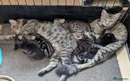 Mixed Breed cats for sale: Beautiful Kittens Ready Now - Image 2