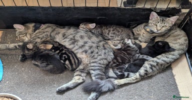 Mixed Breed cats - Advert 15