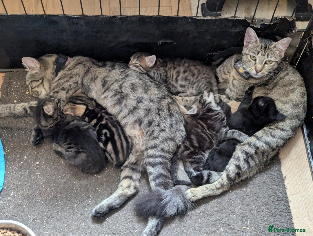 Mixed Breed cats for sale: Beautiful Kittens Ready Now - Image 2