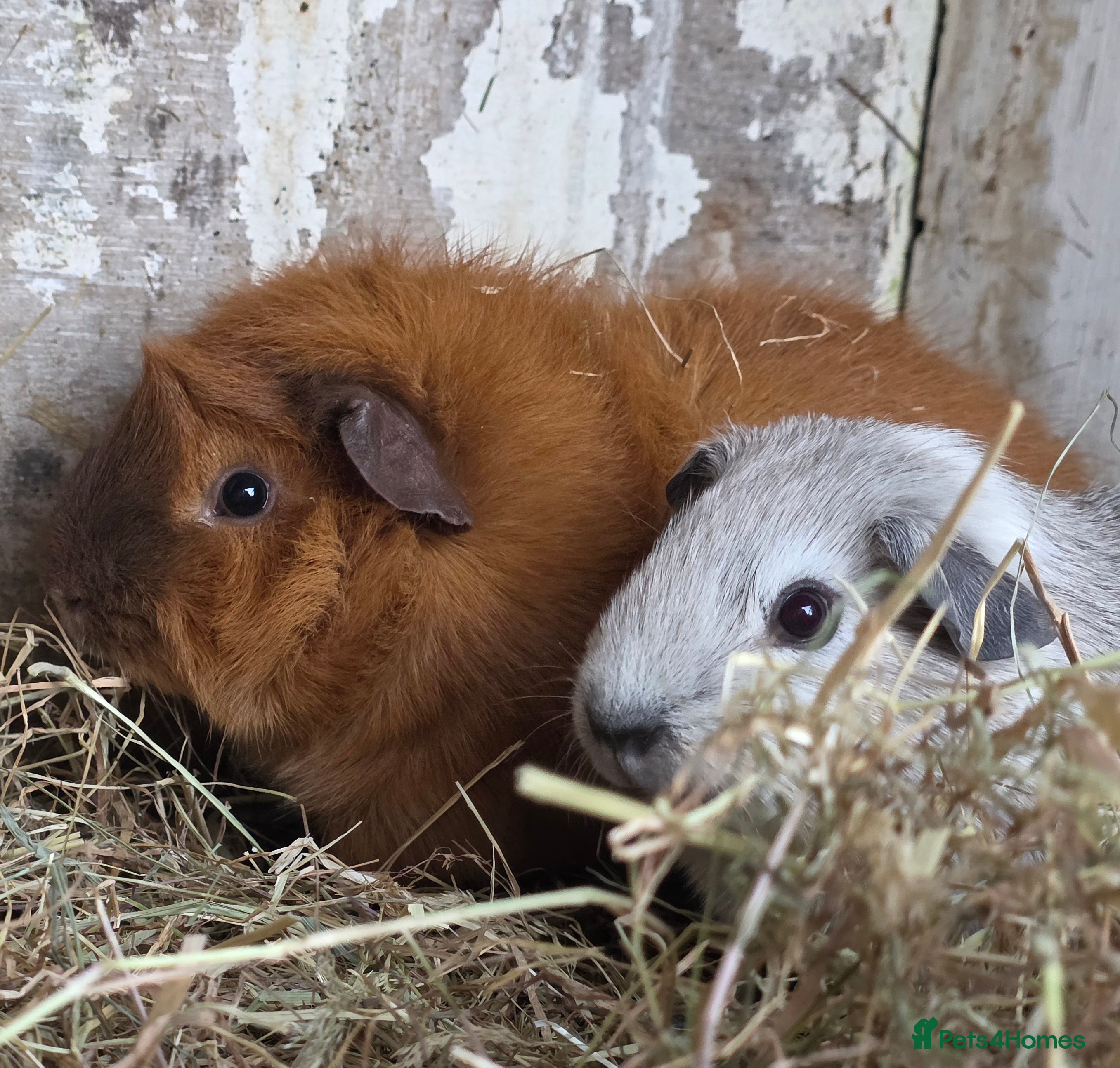 Guinea Pig rodents Gorgeous guinea pigs, mixed breeds  - Advert 5