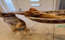 Abyssinian cats for sale: Fawn silver girl, blue boy - Advert 4