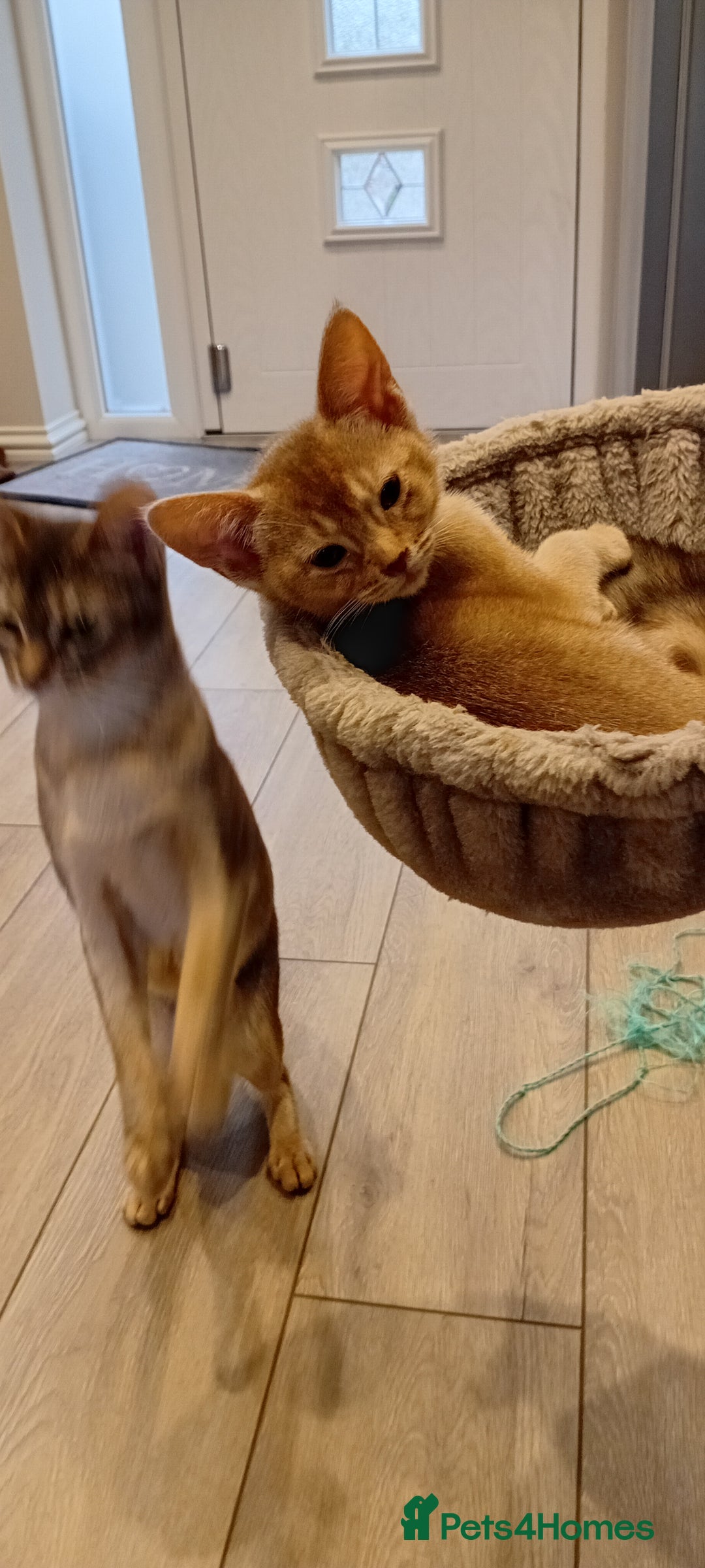 Abyssinian cats for sale: Fawn silver girl, blue boy - Advert 4