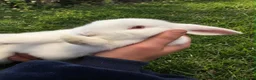 Mini Lop rabbits for sale: Mini Lop Rabbits in Birmingham - Advert 3