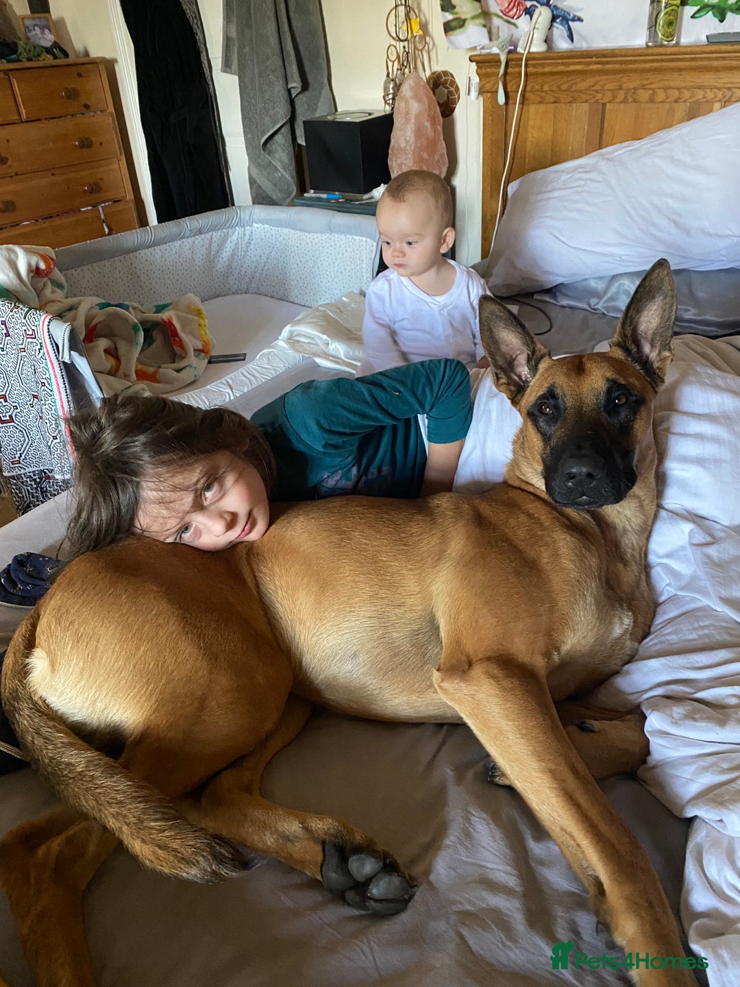 Belgian Shepherd Dog dogs for sale: Malinois Pups. Intentionally Bred as family dogs - Advert 21
