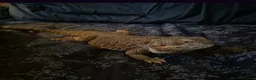 Bearded Dragon reptiles for sale: female bearded dragon - Advert 3