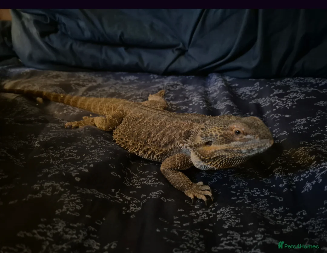 Bearded Dragon reptiles for sale: female bearded dragon - Advert 3