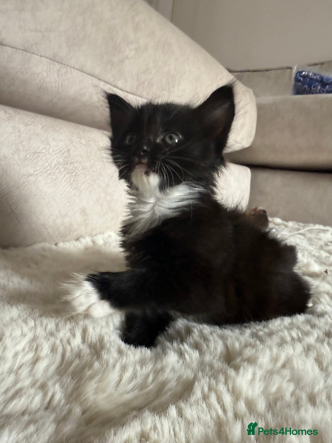 Mixed Breed cats for sale: 3 sweet kittens ready 27th Sep - Image 10