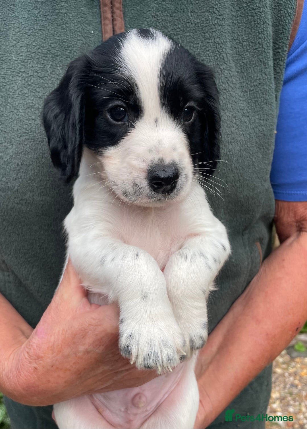 Cocker Spaniel dogs for sale: KC REG FIELD TRIAL SIRED COCKER SPANIEL PUPPIES  - Image 11