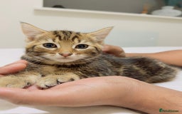 Mixed Breed cats for sale: Kittens ready to go - Image 19