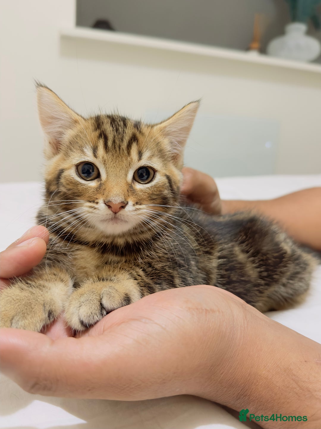 Mixed Breed cats for sale: Kittens ready to go - Image 19