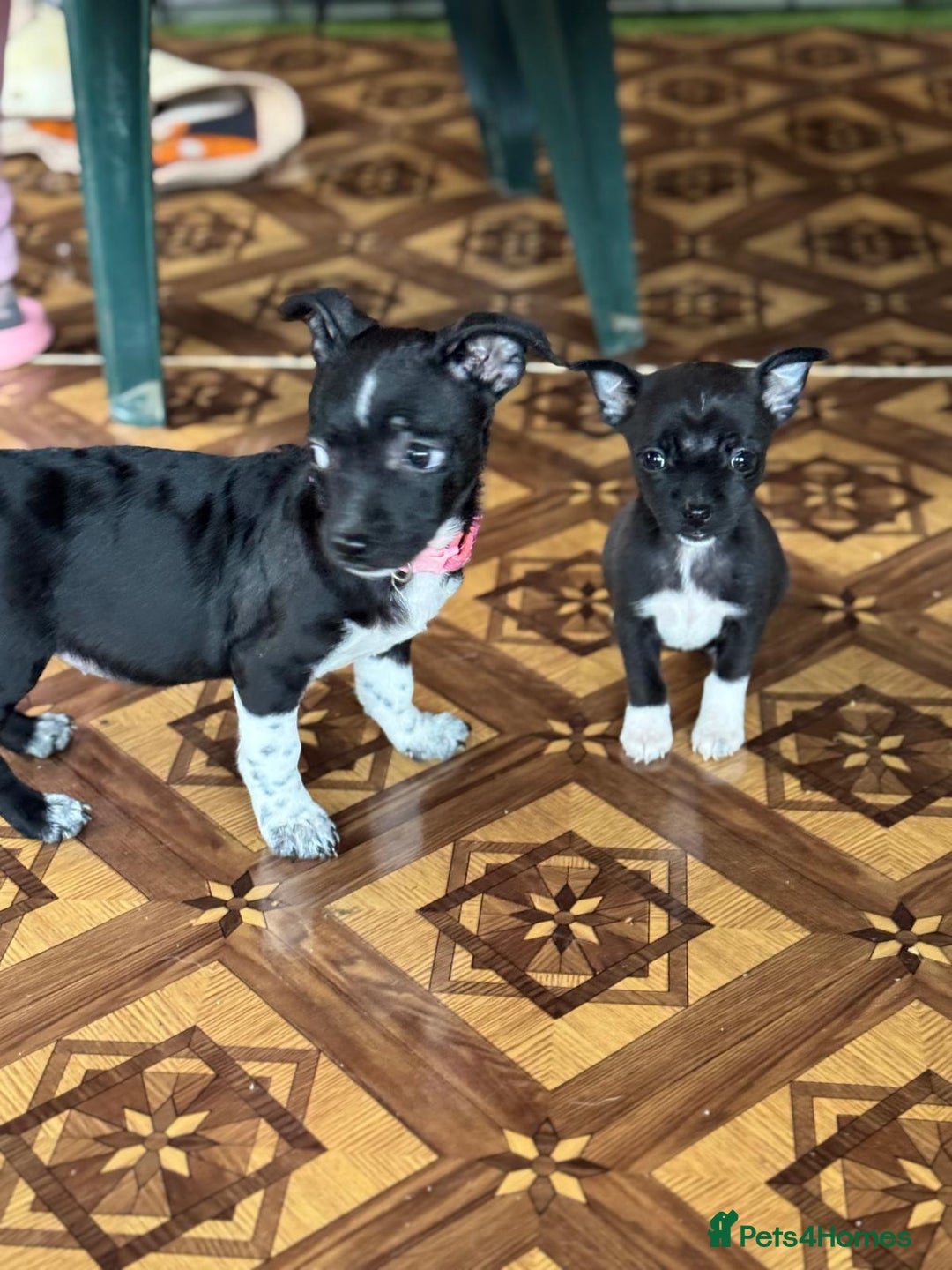 Mixed Breed dogs for adoption: FLORA - a Lovely tiny puppy girl for a Loving Home - Advert 32