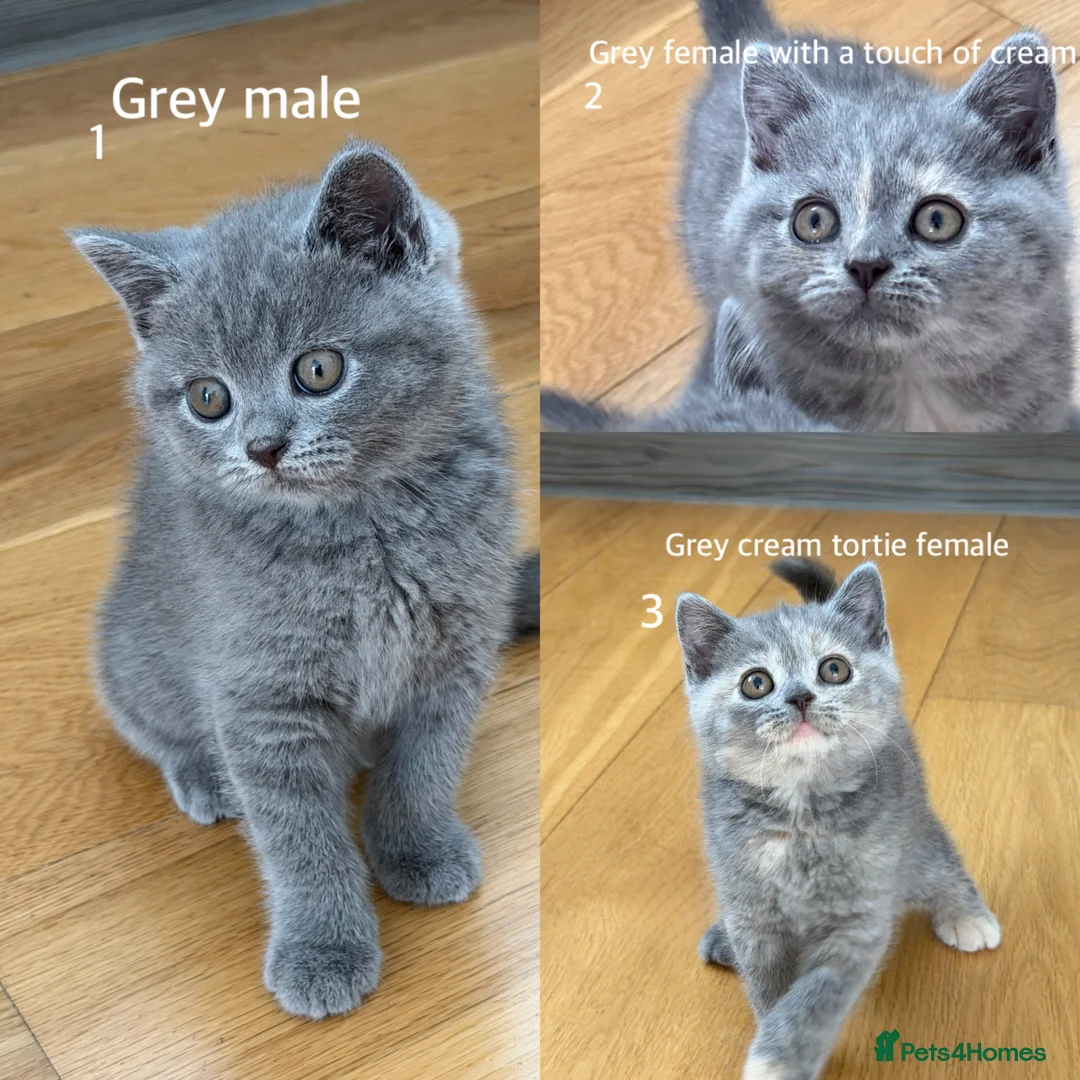 British Shorthair cats for sale: British Shorthair Kittens – Ready Now 🐾 - Advert 1