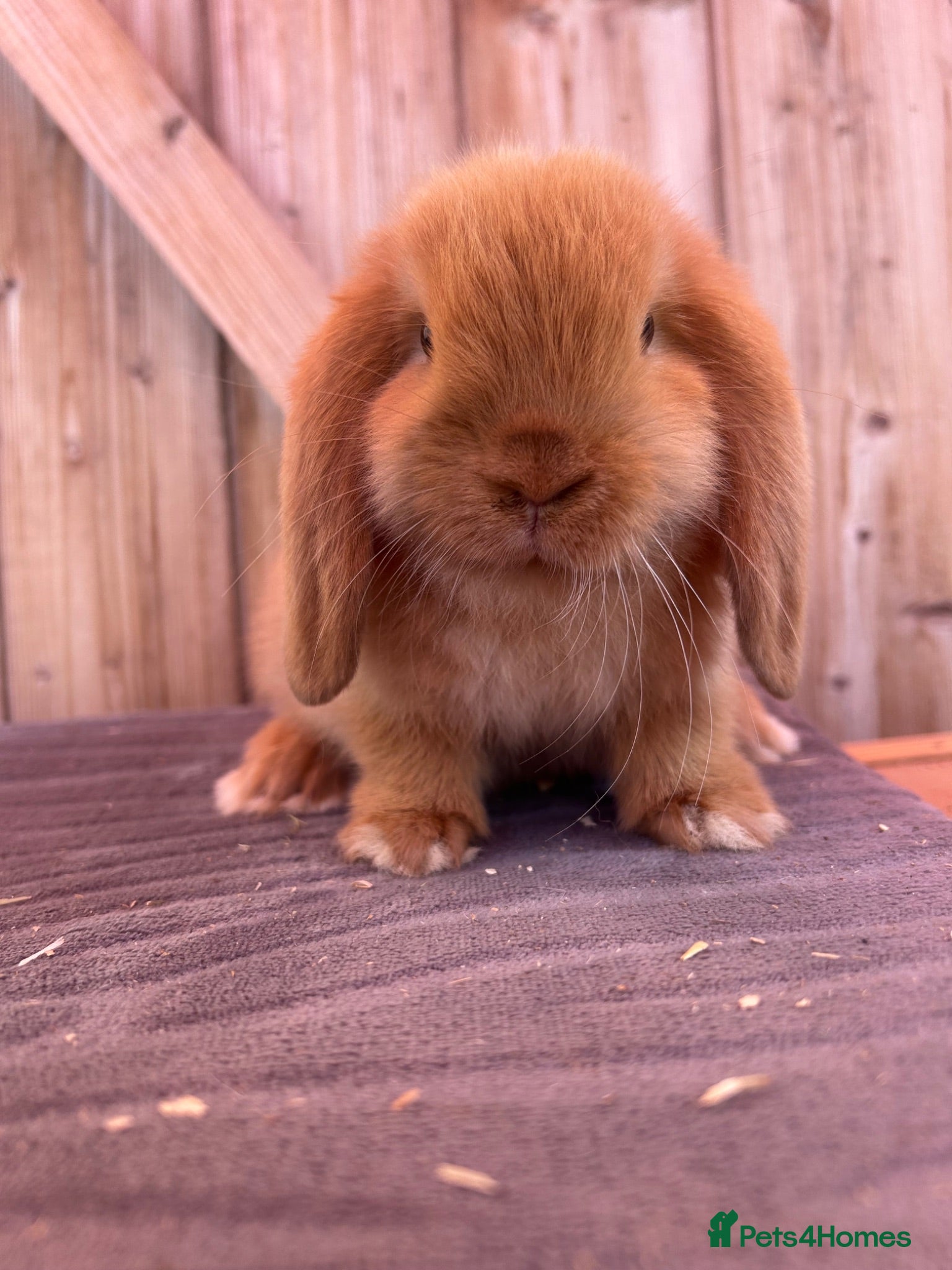 Mini Lop rabbits Show bloodline mini lop babies for reserve  - Advert 2
