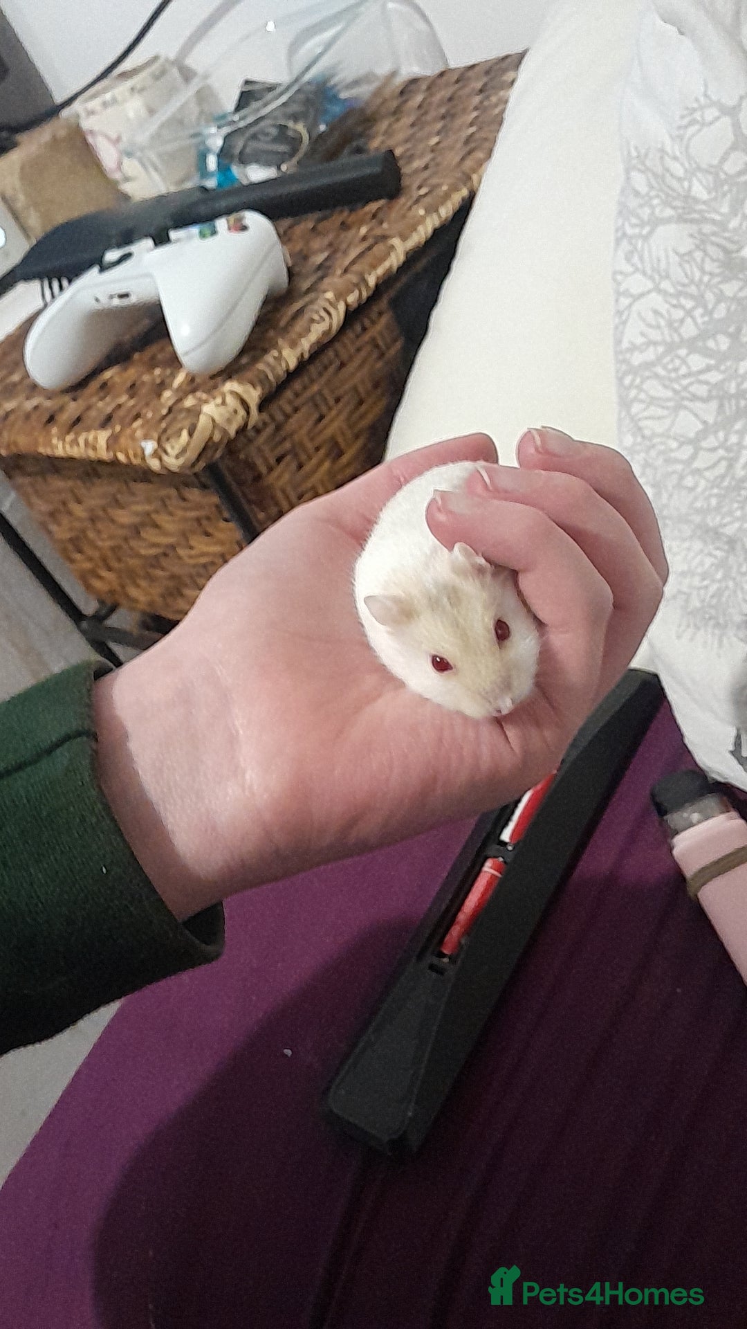 Hamster rodents for sale: Male hamsters 10 pounds  - Image 2