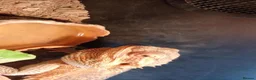 Bearded Dragon reptiles for sale: Orange male bearded dragon  in Portsmouth - Advert 3