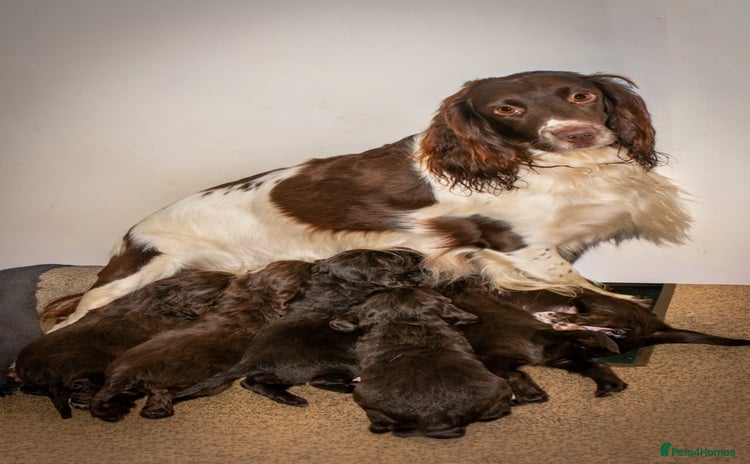 Cocker Spaniel dogs Chunky chocolate cooker spaniel puppies - Advert 2