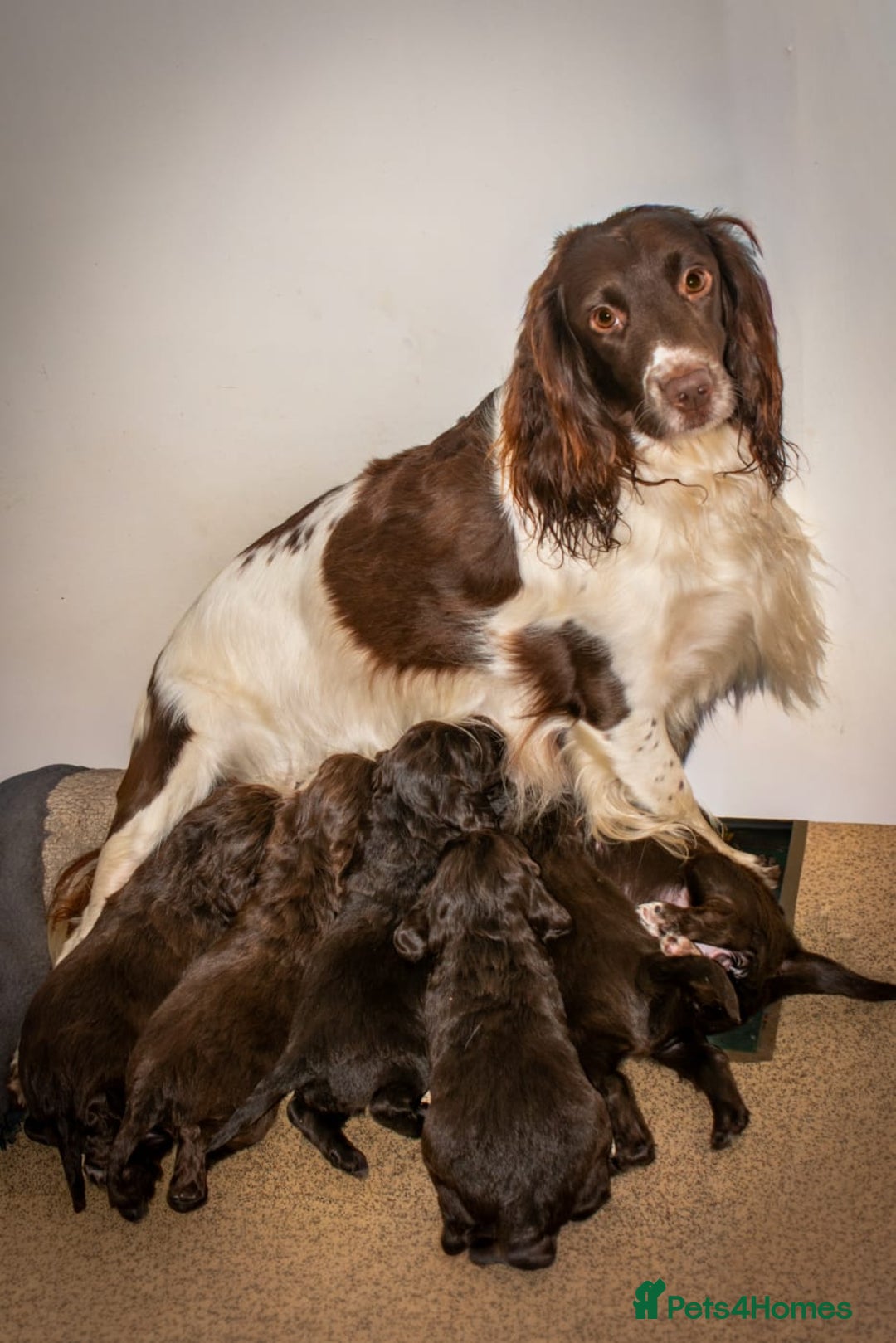 Cocker Spaniel dogs for sale: Chunky chocolate cooker spaniel puppies - Advert 1