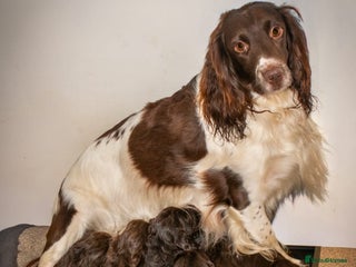 Cocker Spaniel dogs Chunky chocolate cooker spaniel puppies - Advert 4