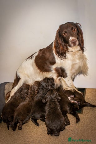 Cocker Spaniel dogs Chunky chocolate cooker spaniel puppies - Advert 2