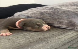 American Bully dogs for sale: American pocket bully tri pups - Image 9