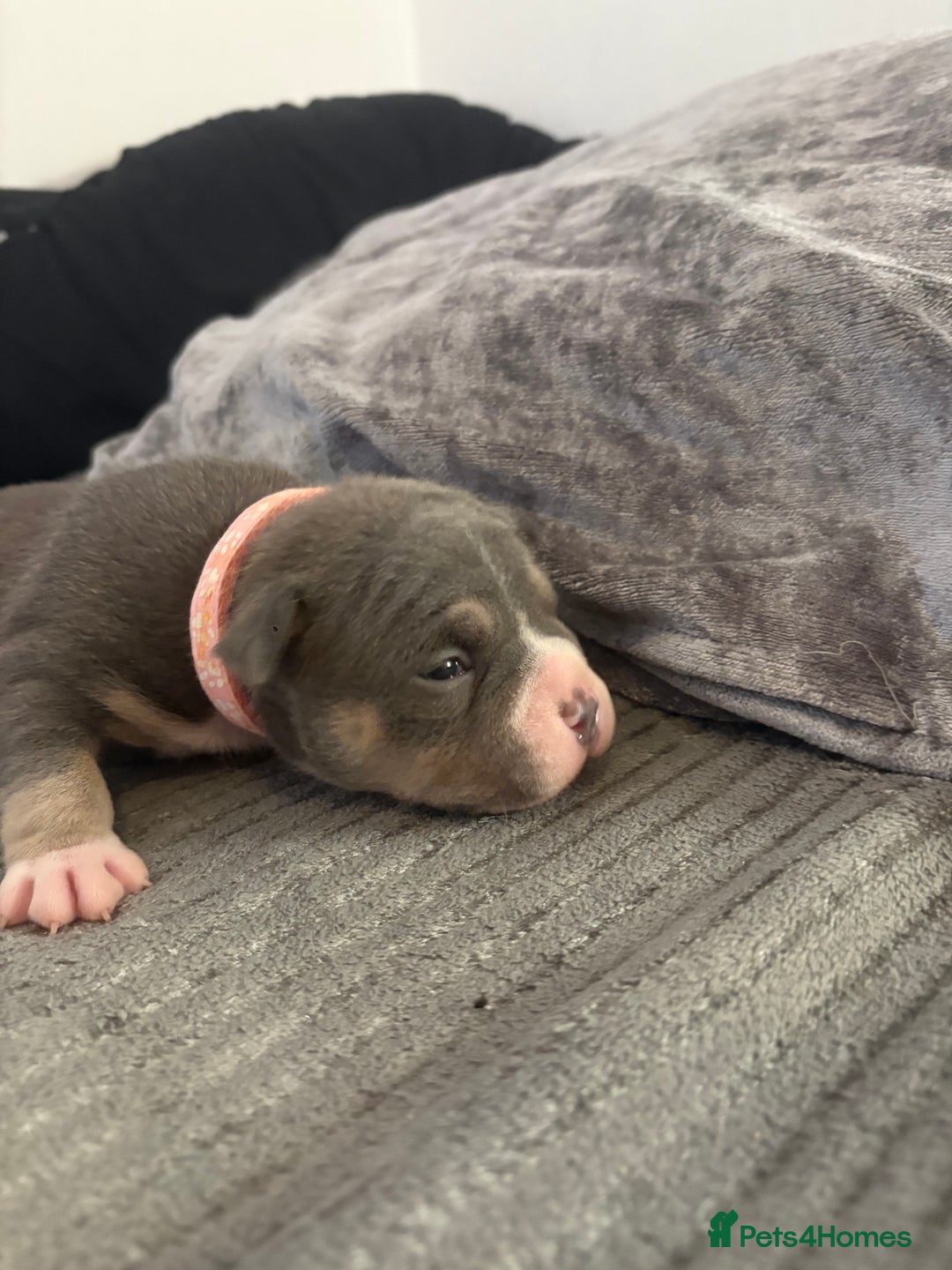 American Bully dogs for sale: American pocket bully tri pups - Image 9