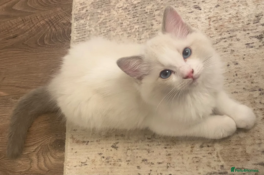 Ragdoll cats for sale: Ready to go now. Male bicolour ragdoll kitten - Advert 2
