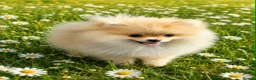 Pomeranian dogs for sale: 13 weeks Teddy bear face Pomeranian male puppies  - Advert 24