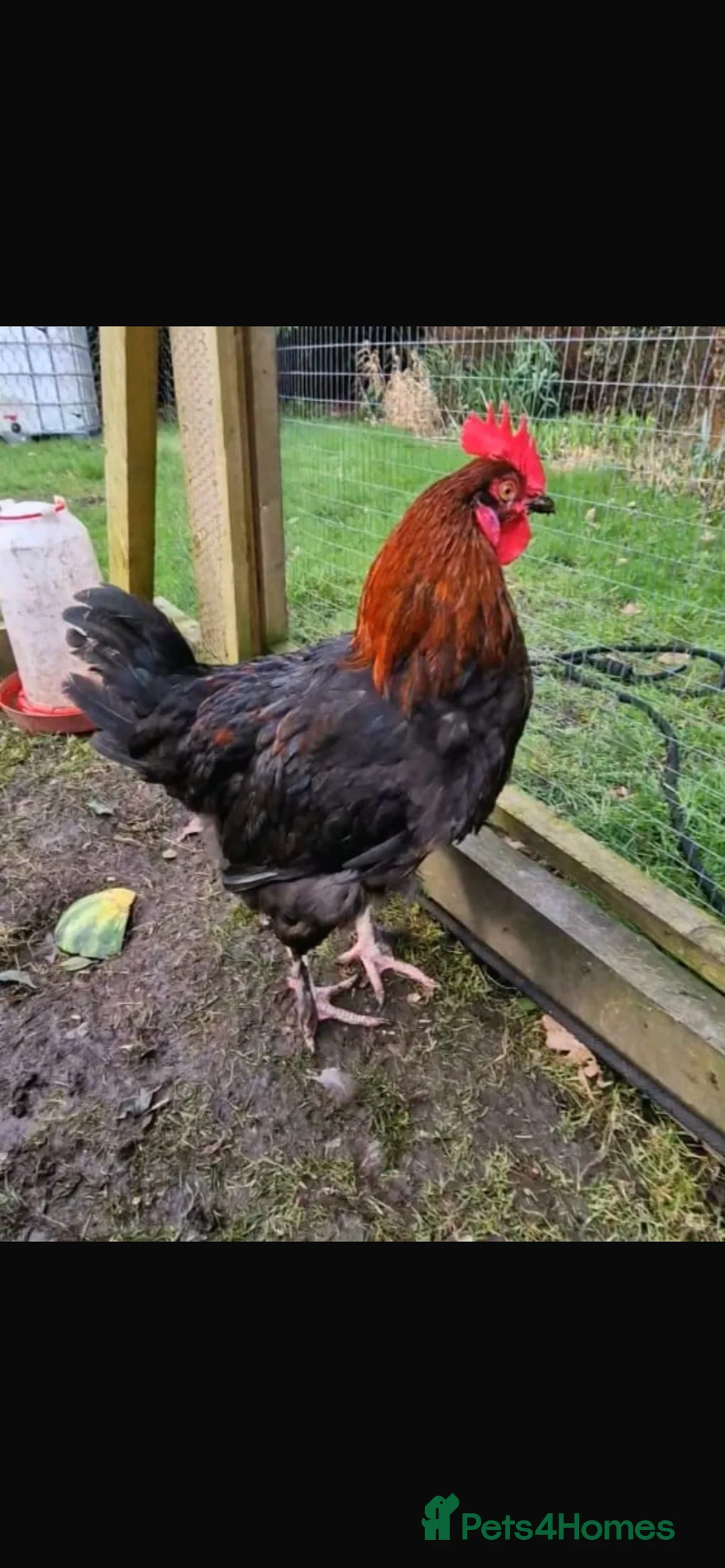 Chickens poultry for sale: Young tame Black Copper Maran cock - Advert 1