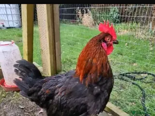 Chickens poultry Young tame Black Copper Maran cock - Advert 1