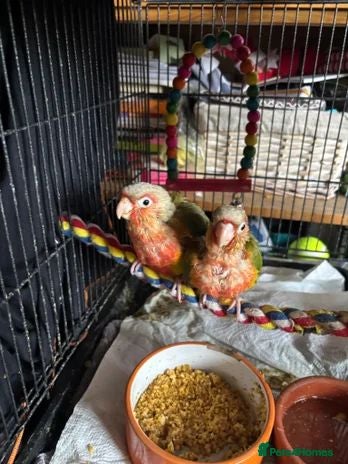 Parrots birds 3 x baby conures (two pineapple, one turquoise) - Advert 1