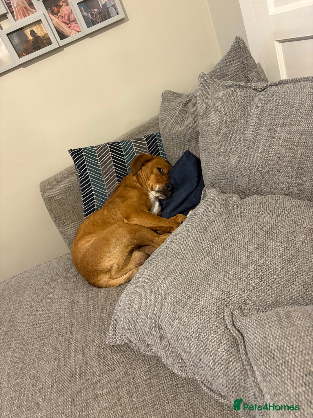 Mixed Breed dogs for sale: Thor ❤️ - Image 10