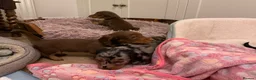 Dachshund dogs for sale: 4 KC Standard Long Haired Dachshund Puppies - Advert 18