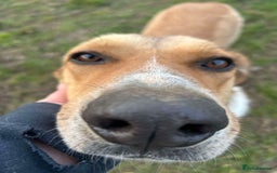 Mixed Breed dogs for adoption: MARSHALL the Marvellous - Image 13