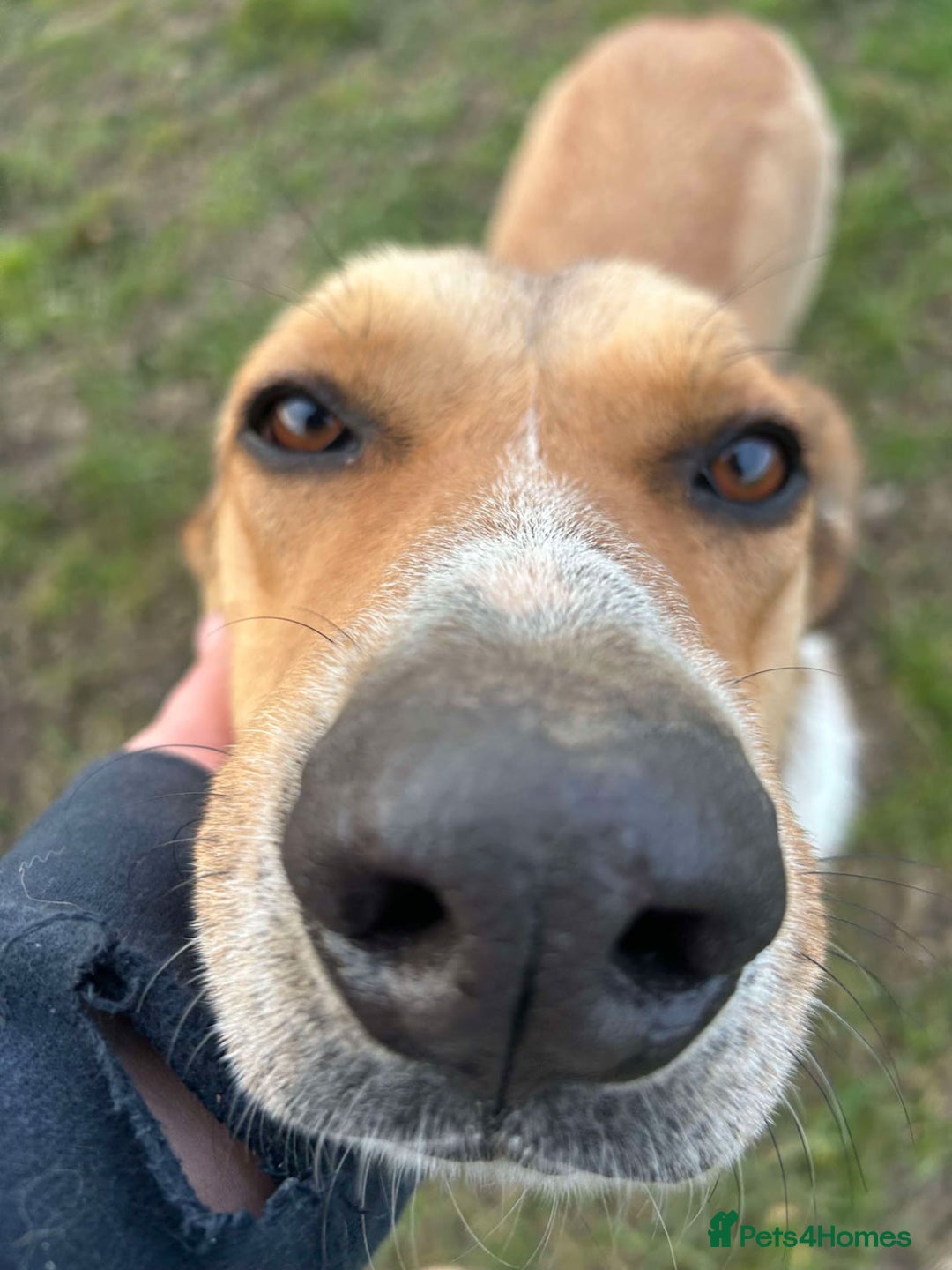 Mixed Breed dogs for adoption: MARSHALL the Marvellous - Image 13