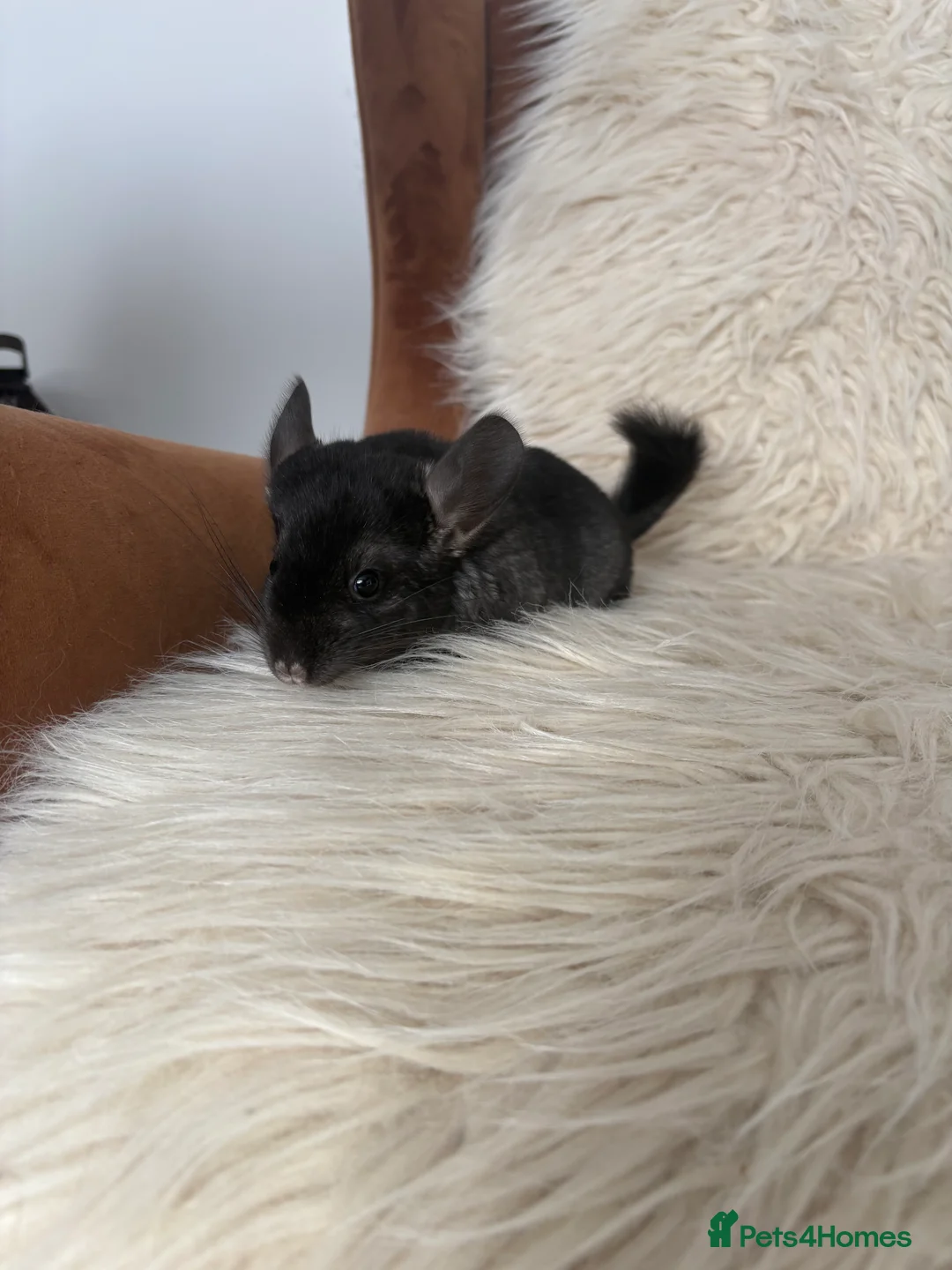 Chinchilla rodents for sale: 2 girl chinchillas ready for new home  - Advert 14