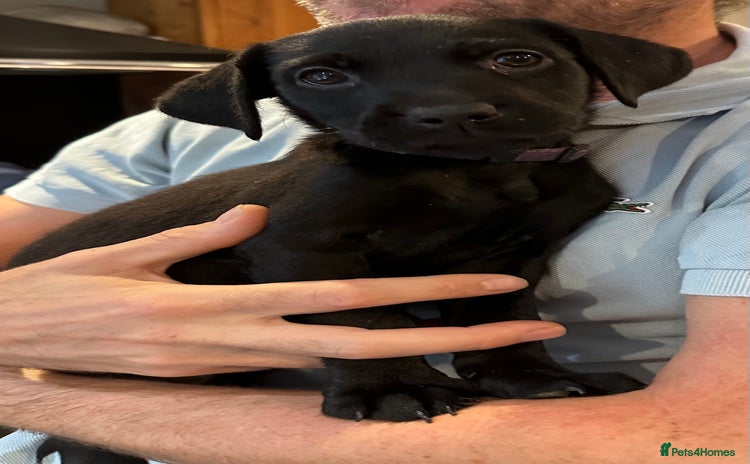 Mixed Breed dogs in Oxted - Advert 15