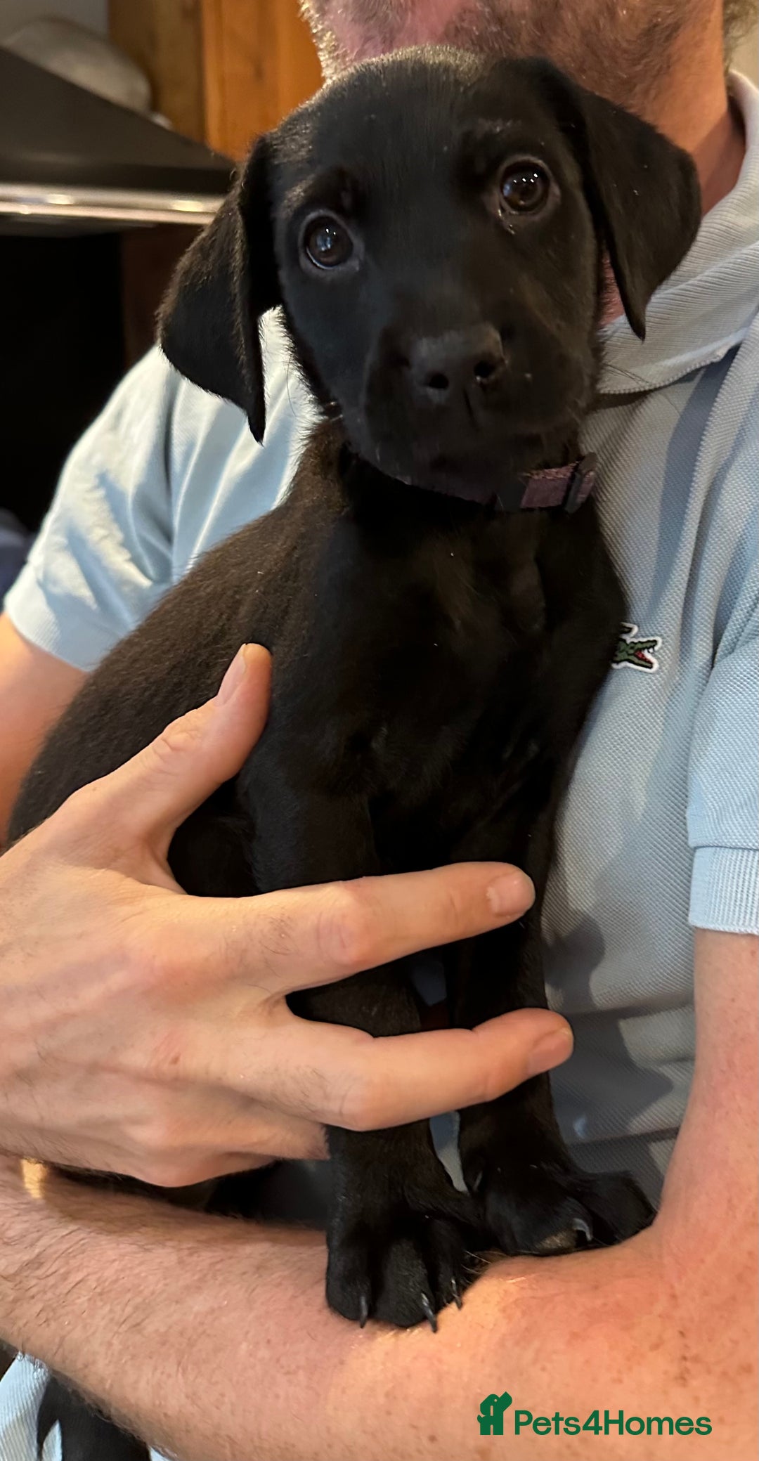 Mixed Breed dogs for sale: (Female) Labrador x Rottweiler READY TO GO in Oxted - Image 1