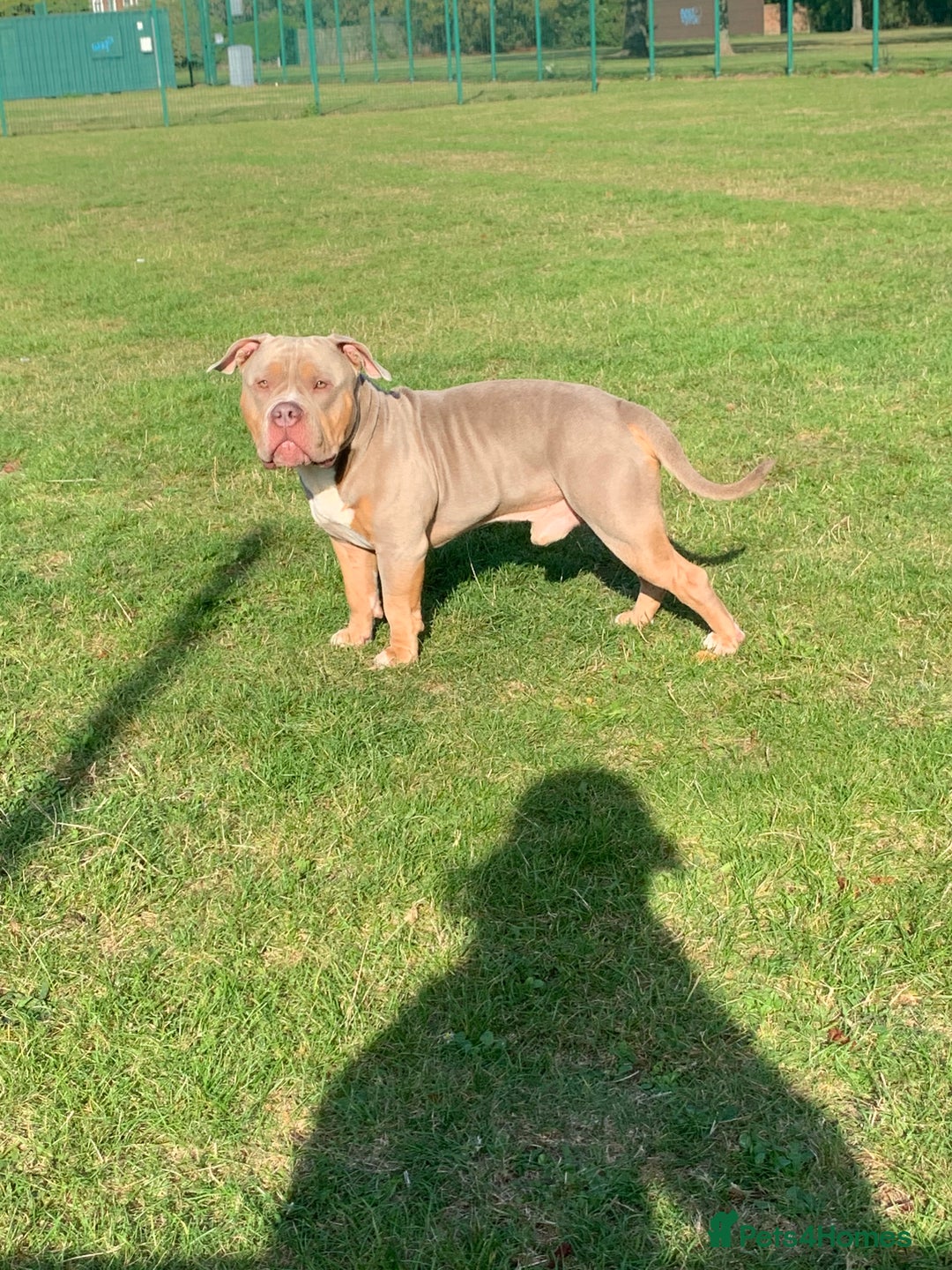 American Bully dogs for stud: Bolic The Bully/Pocket TTPG - Image 5