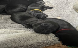 Mixed Breed dogs for sale: YOUR NEW BEST FRIEND IS WAITING!  - Image 37