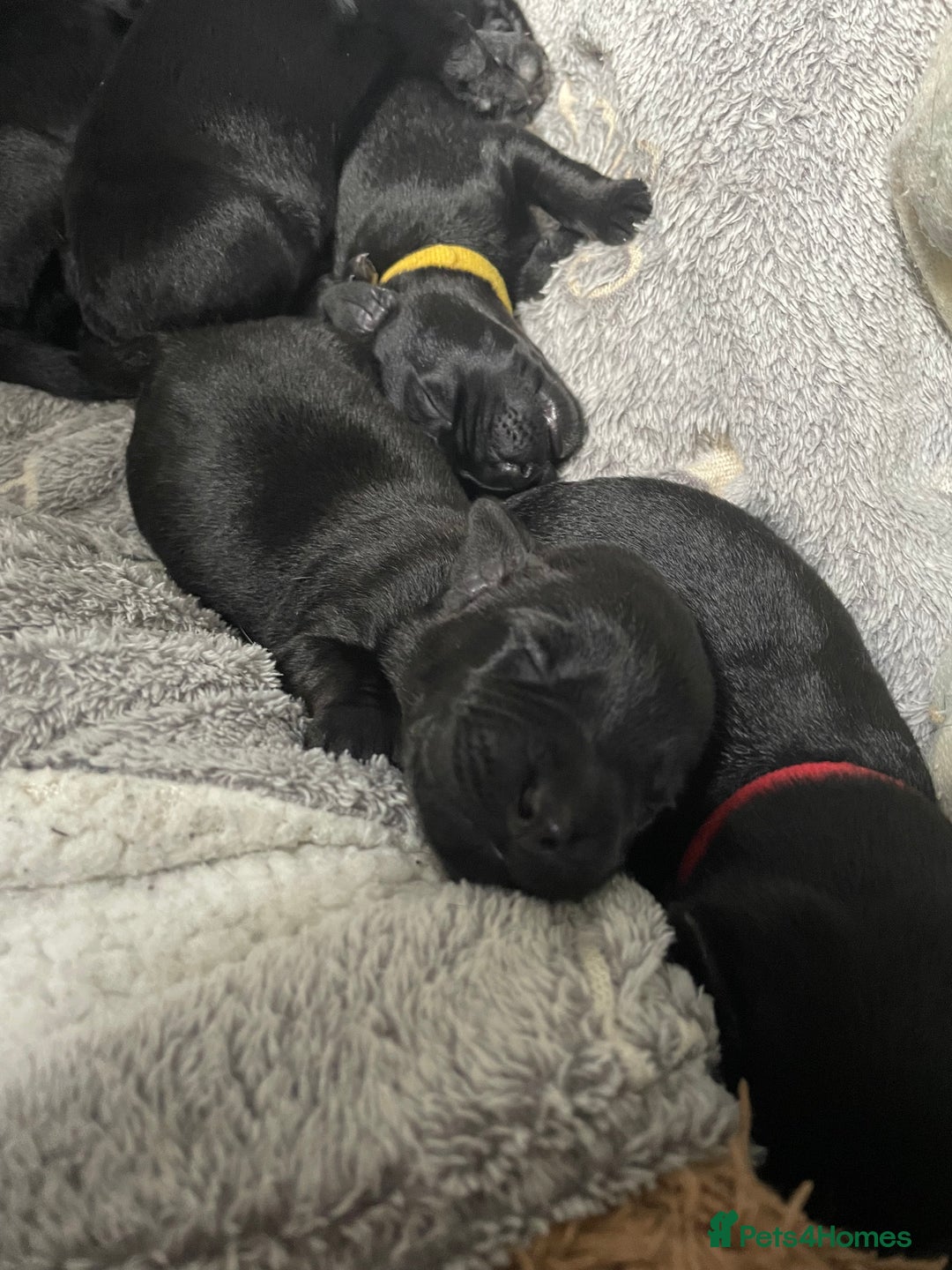 Mixed Breed dogs for sale: YOUR NEW BEST FRIEND IS WAITING!  - Image 37