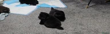 Chow Chow 3