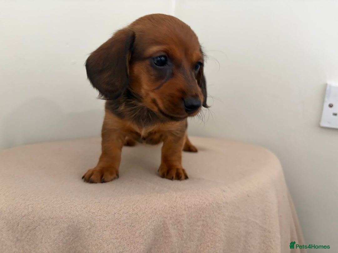 Miniature Dachshund dogs for sale: Red miniature Dachsund’s  - Image 5