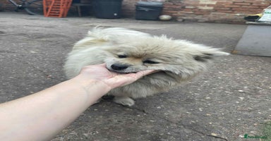 Pomeranian dogs - Advert 1