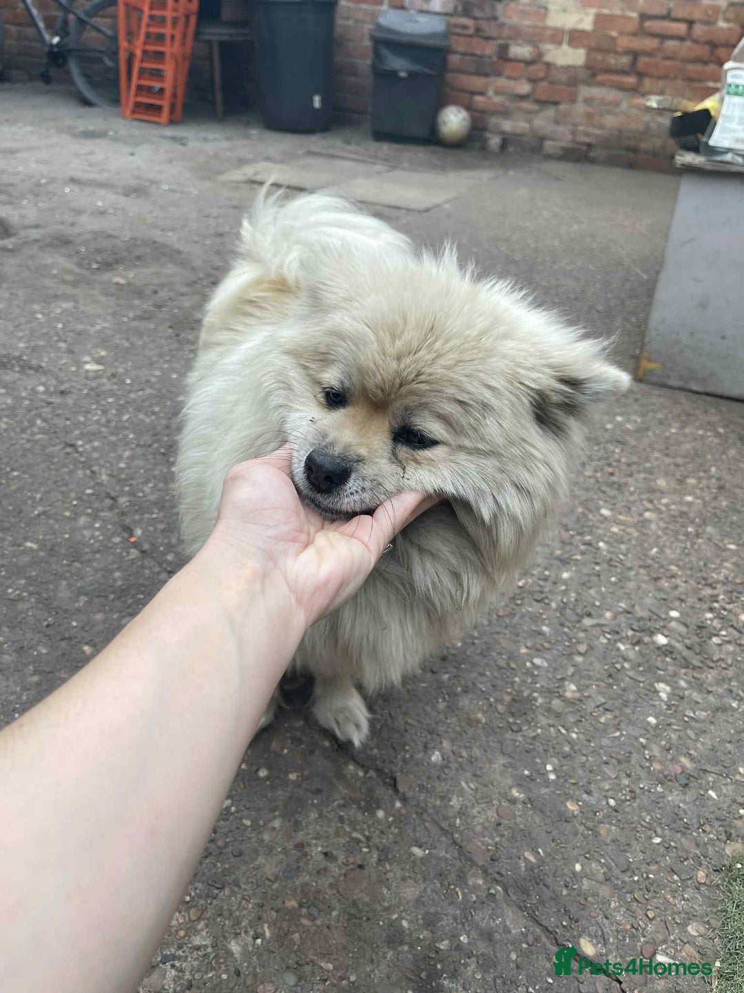 Pomeranian dogs for sale: Pomeranian spitzz - Image 3