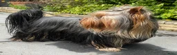 Yorkshire Terrier dogs for stud: Full pedigree Yorkshire Terrier for STUD in Caterham - Advert 5