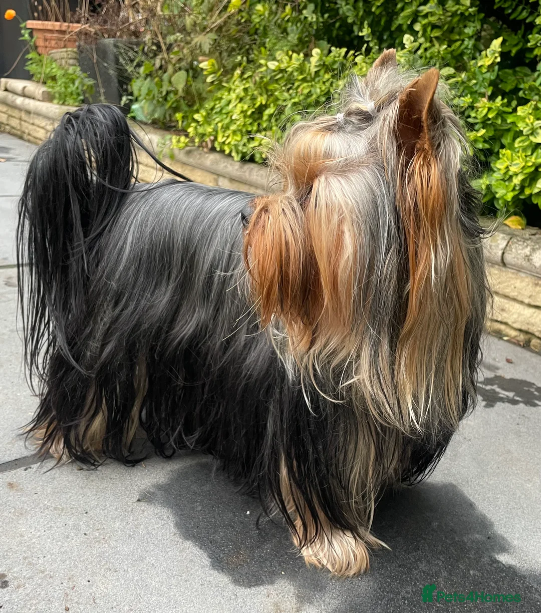 Yorkshire Terrier dogs for stud: Full pedigree Yorkshire Terrier for STUD in Caterham - Advert 5