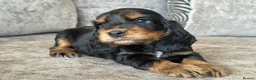 Cocker Spaniel dogs for sale: 🐶100% TRUE SHOW🐶TYPE KC REGISTERD🐶 - Advert 18