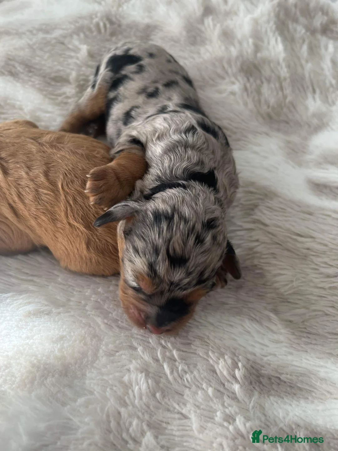 Cockapoo dogs for stud: Unique f3 American cockapoo stud  in Aberdeen - Advert 2