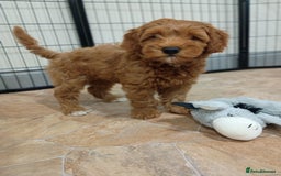 Australian Labradoodle dogs for sale: Miniature Australian labradoodle pups 100% Pure  - Image 19