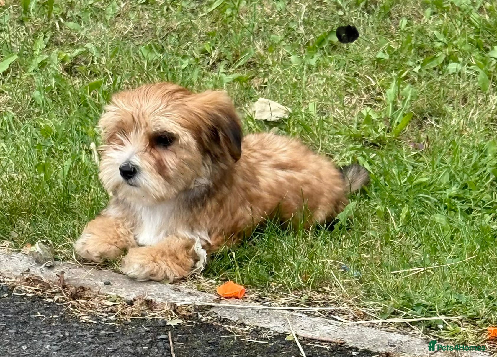 Yorkshire Terrier dogs Miniature Yorkshire Terrier  - Advert 13